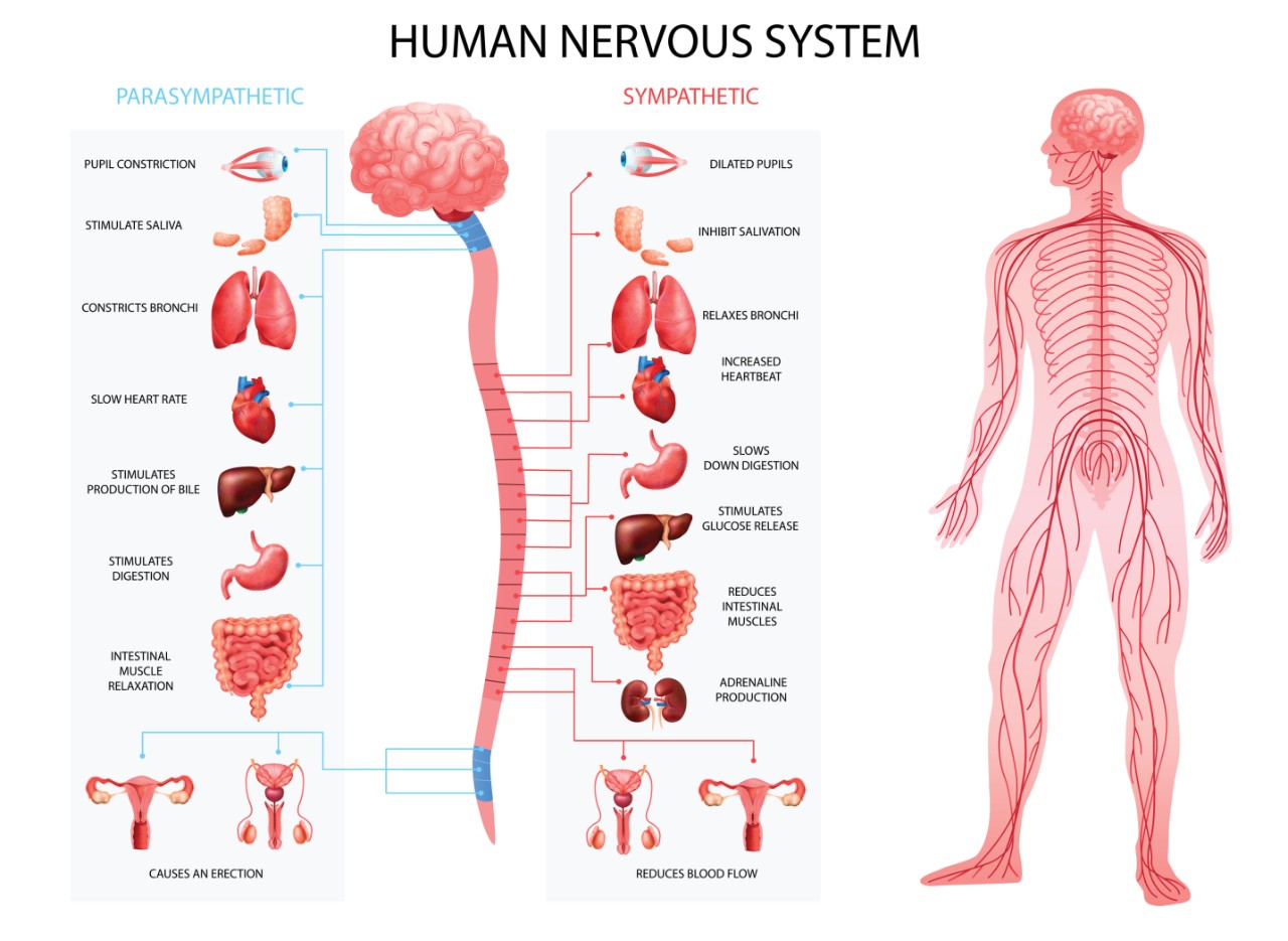 image of human body nervous system